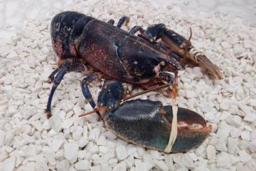 Canadian lobster 500/600Homarus americanus